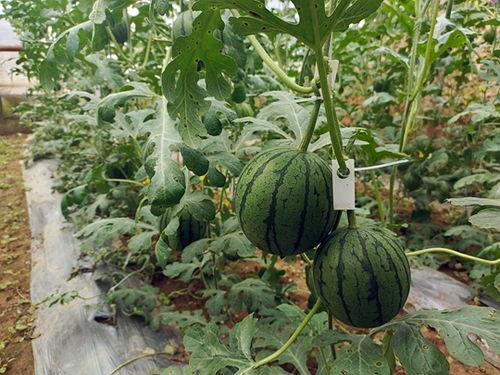 五一群众吃瓜往期回顾,回顾那些年我们一起“瓜”过的欢乐时光