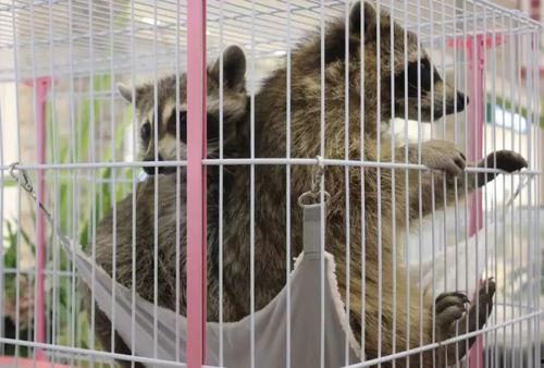 吃瓜群众羊毛毡,吃瓜群众的创意手工之旅