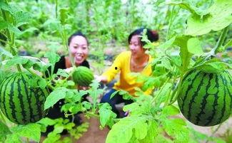 大兴区吃瓜群众的由来